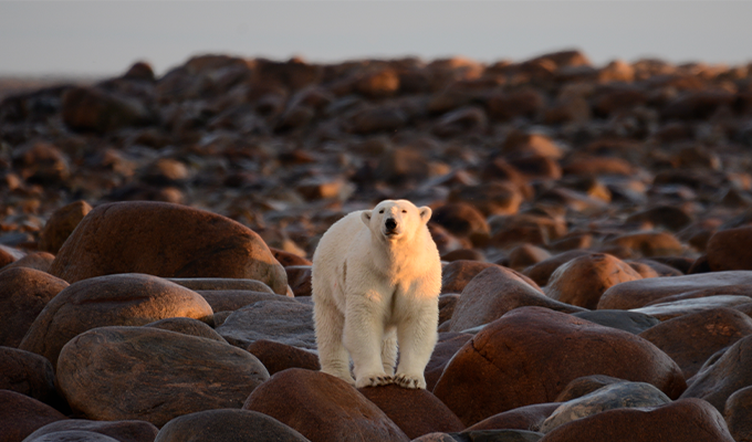 Polar bear on the rocks