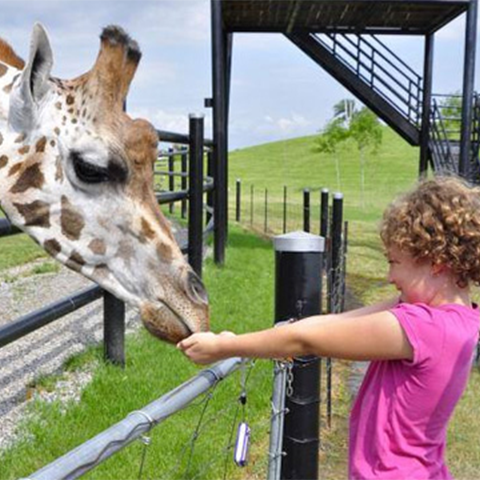 Child feeding a Giraffe