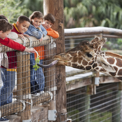 children feeding a giraffe