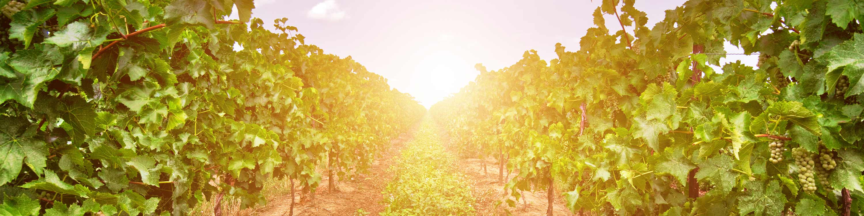 Rows of grape vines in a vineyard