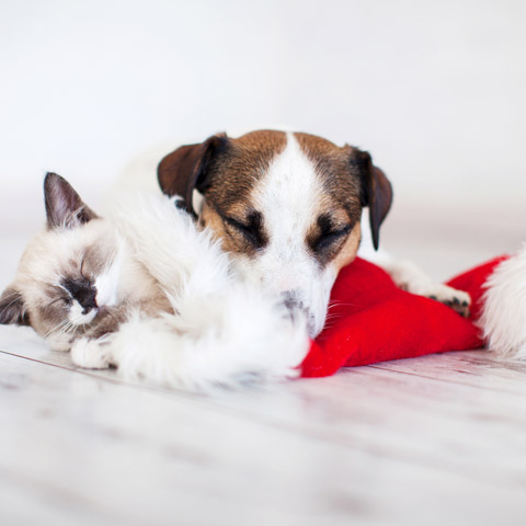 Cat and dog laying on a Christmas hat
