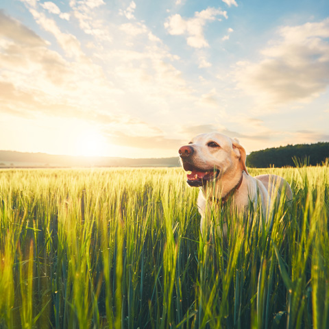 Dog on the field at the sunrise