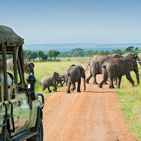 Tourists on a safari viewing a elephants in the wilderness