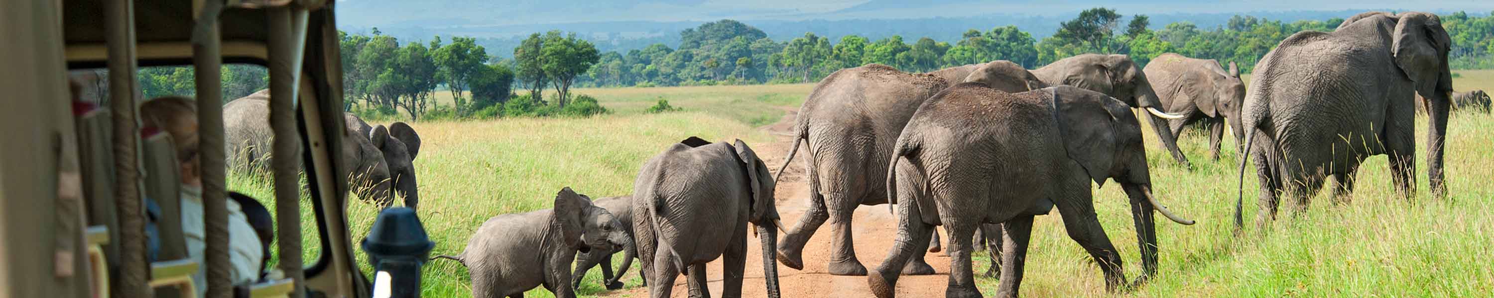 Tourists on a safari viewing a elephants in the wilderness