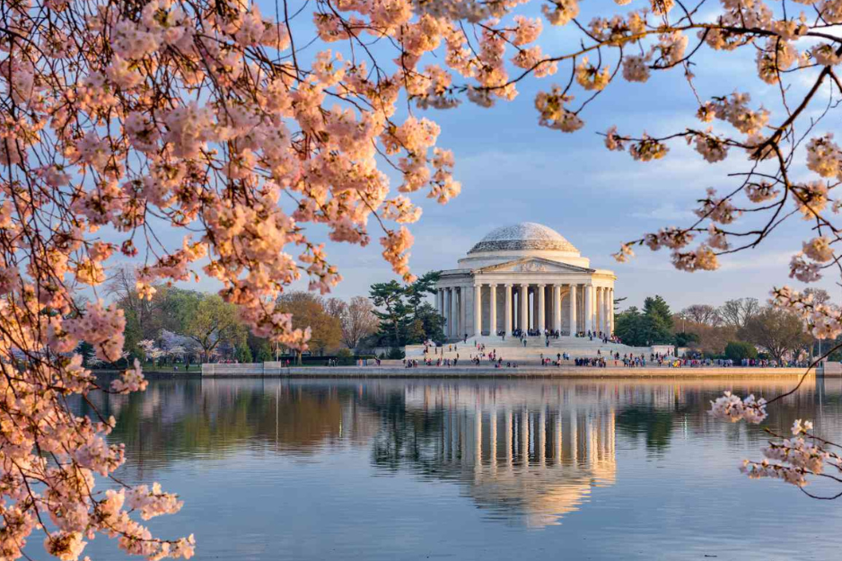 Capitol Hill in Washington DC during Cherry Blossom season