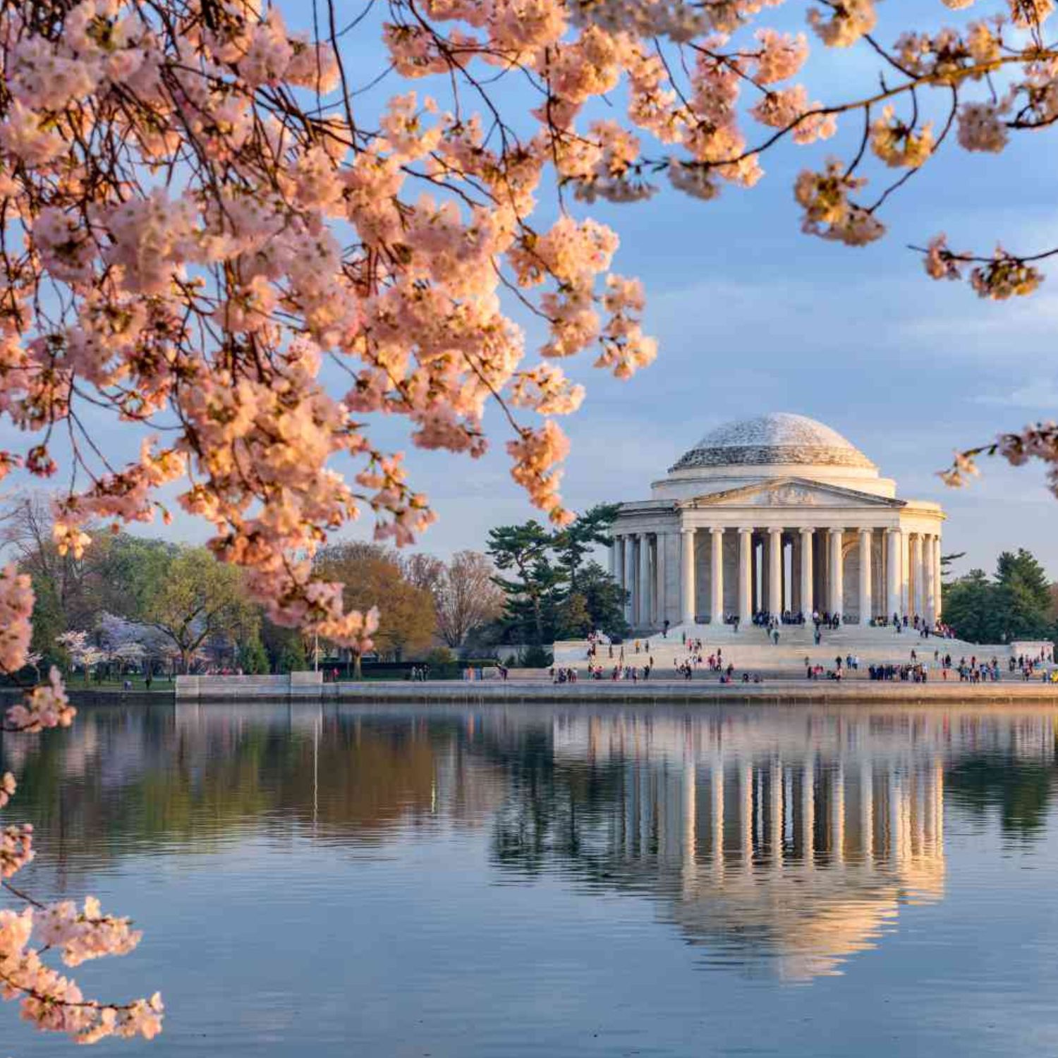 Capitol Hill in Washington DC during Cherry Blossom season