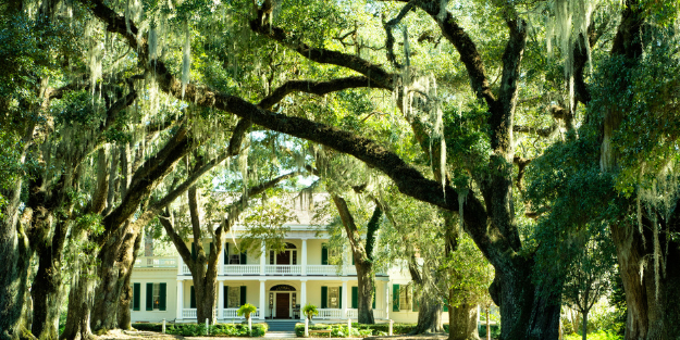 Large Willow trees on plantation with mansion in background