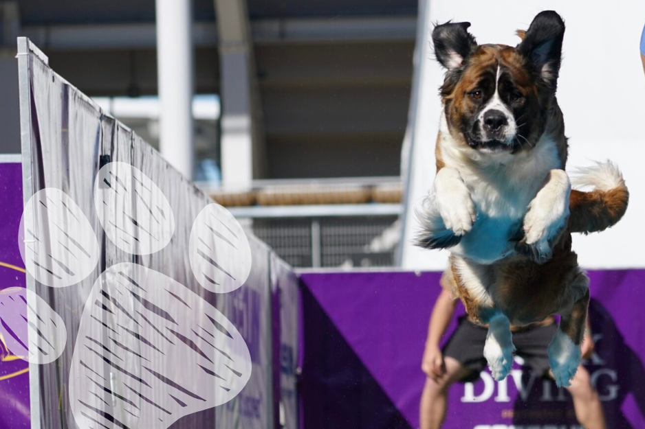 Image of dog performing at water event for dog show