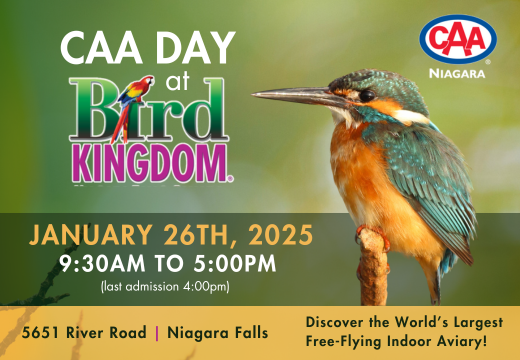 bird kingdom and caa niagara logo with image of bird