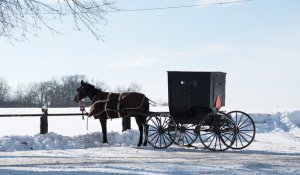 Horse and buggie in amish country during winter in PA