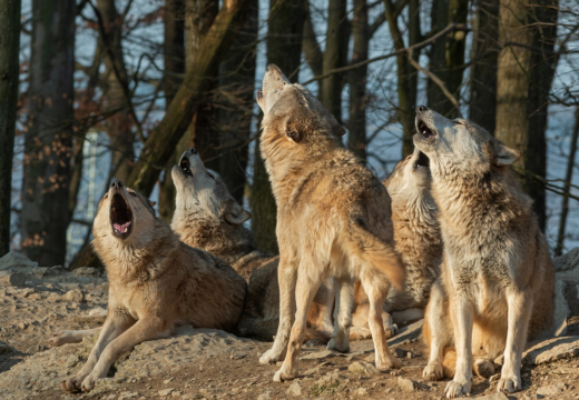 Howling Canadian timberwolves