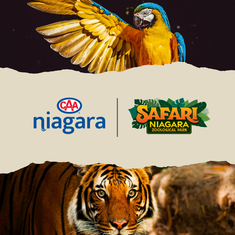 Photo of a tiger and a macaw with CAA and Safari Niagara logos