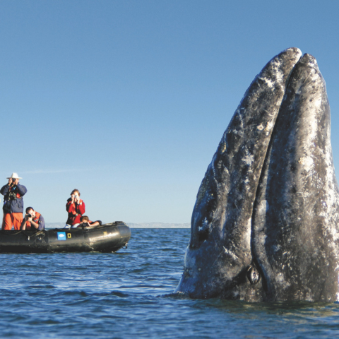 Group of photographers whale watching