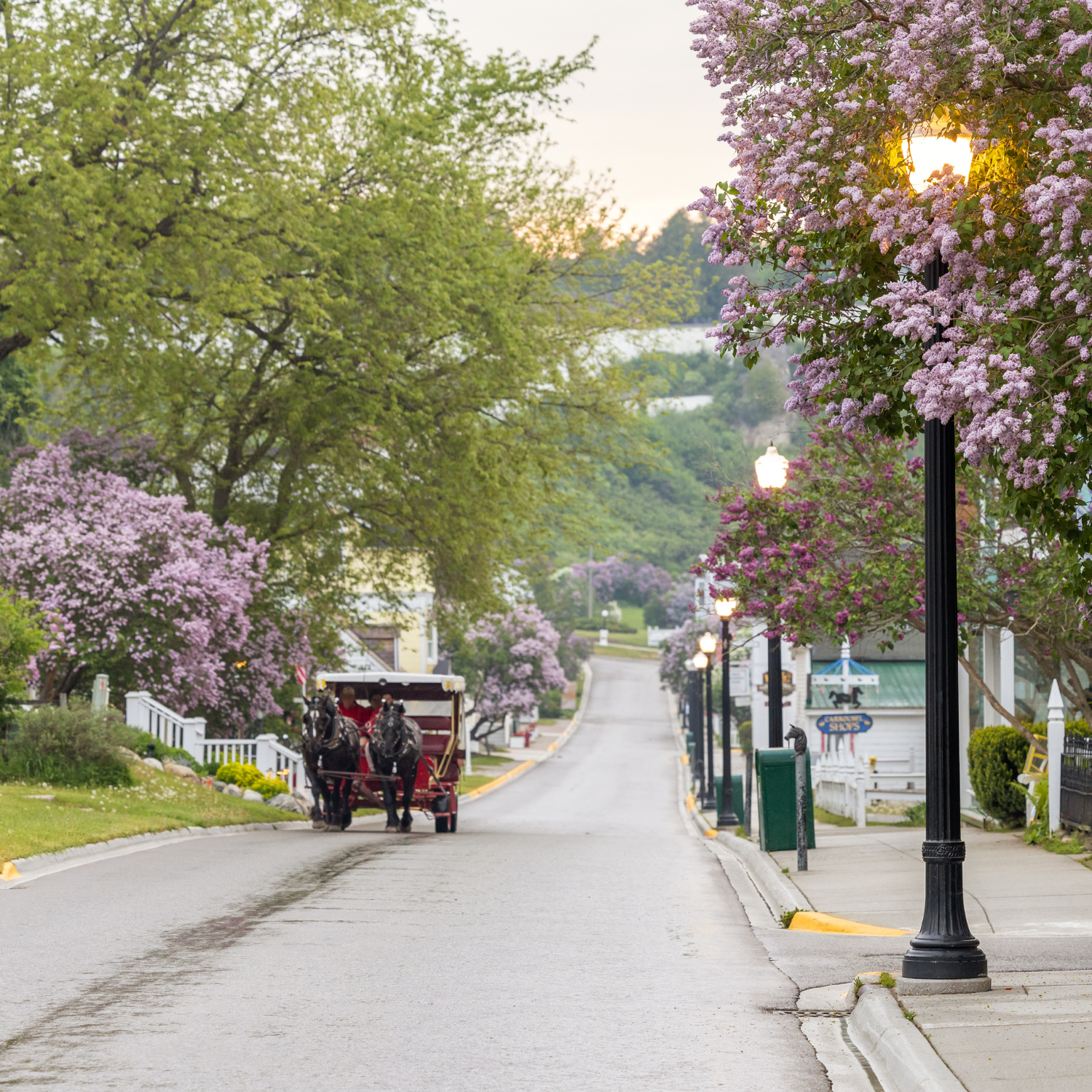 A horse drawn carriage on a quiet road at sunrise on Mackinac Island during lilac festival.
