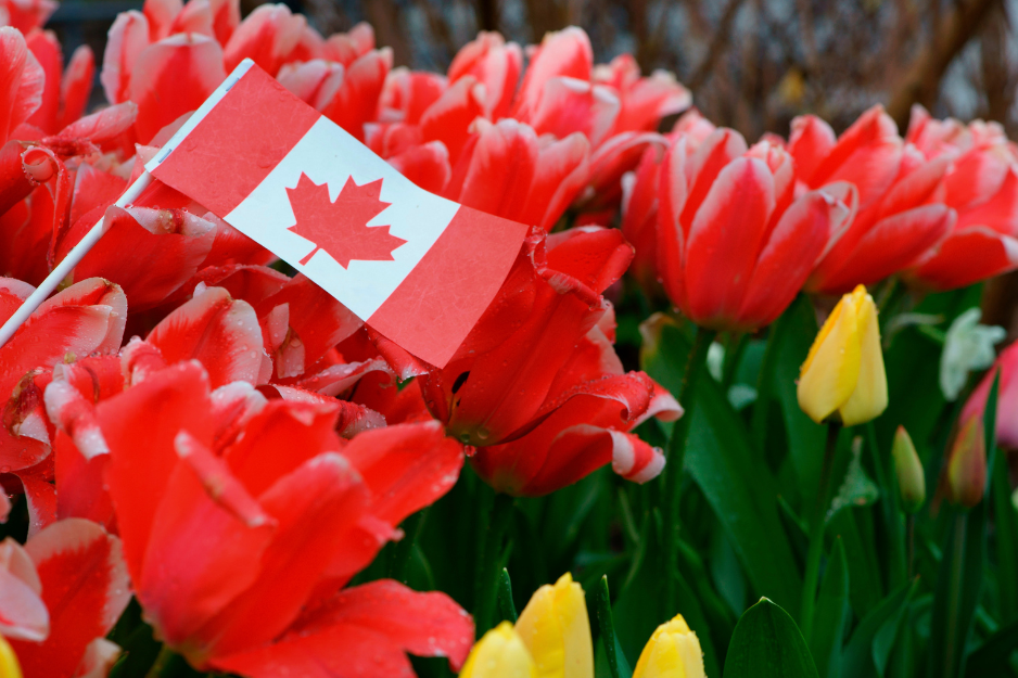 canadian flag on a bed of red tulips
