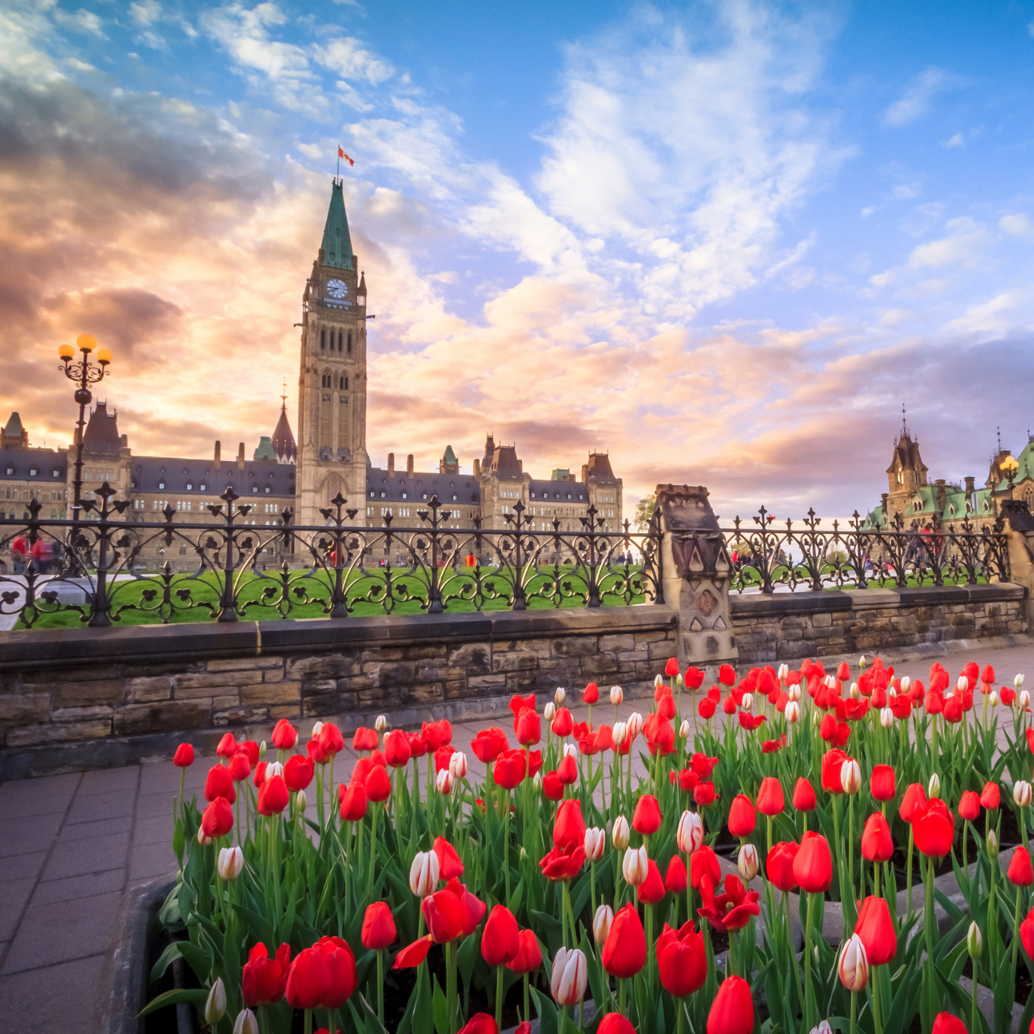 Ottawa Parliament with red tulips 