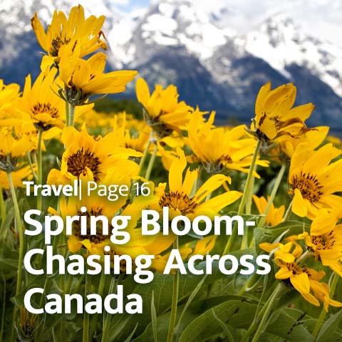 Canada's Spring Bloom-Chasing