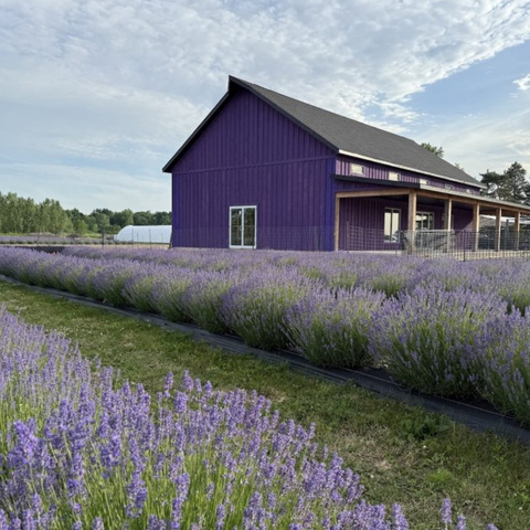 image of purple barnyard on lavender field
