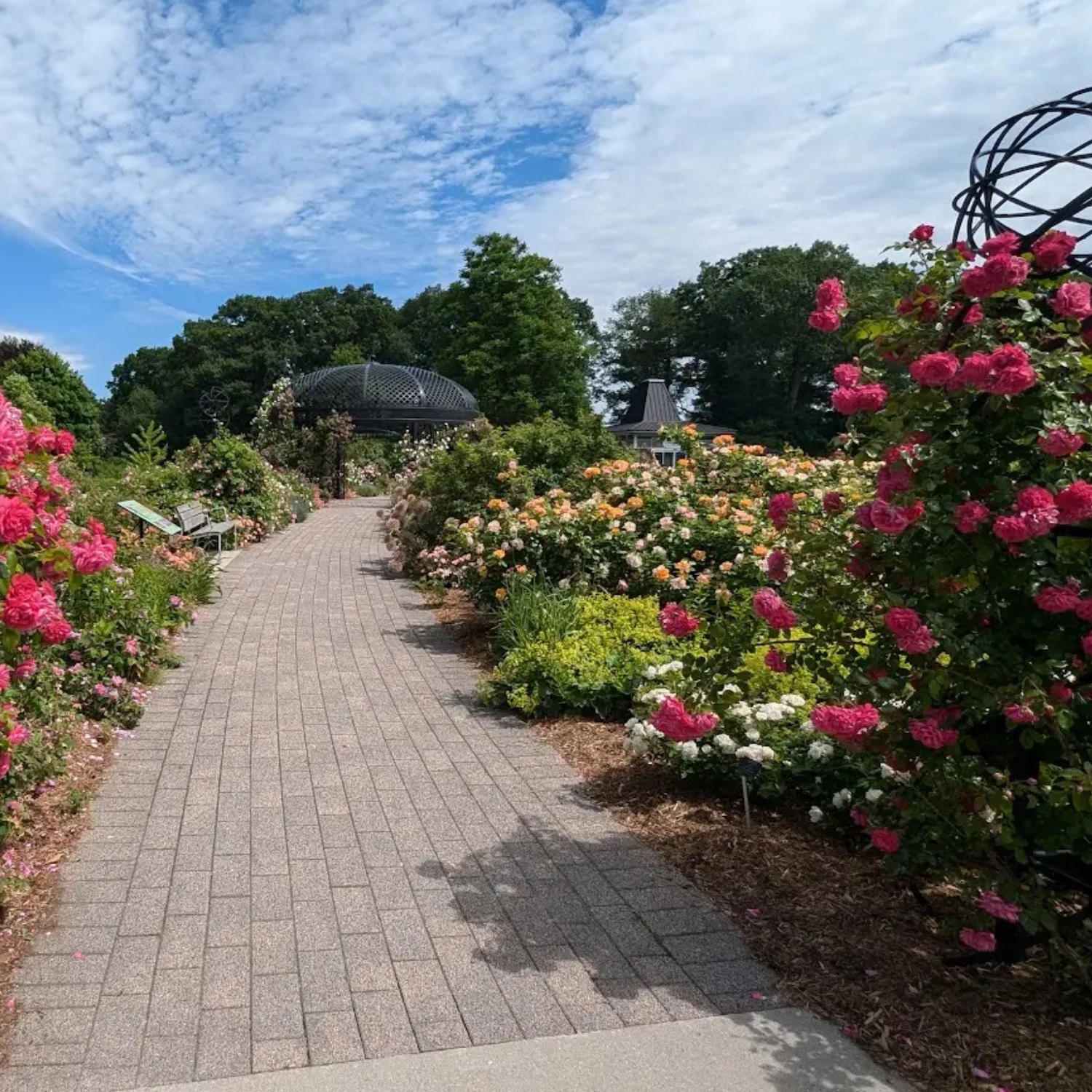 rose garden at Royal Botanical Gardens