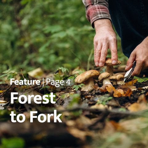 Feature - Forest to Fork