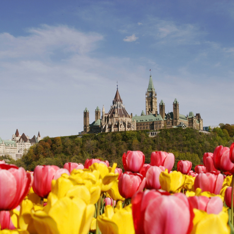 Tulip Time in Ottawa