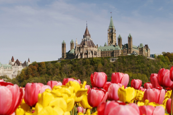 Tulip Time in Ottawa