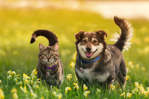 Cat and dog in spring field