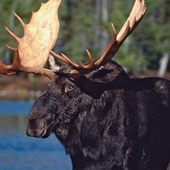 Moose in Alaska