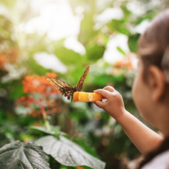 CAA Day at the Butterfly Conservatory