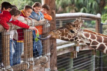 Children feeding a giraffe
