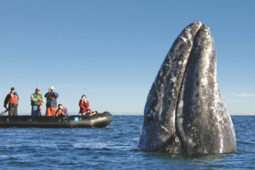 Group of photographers whale watching