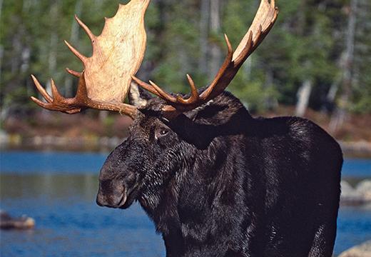 Moose in Alaska