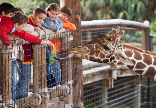 Children feeding a giraffe