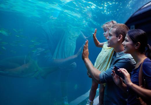 People looking inside a tank at an aquarium