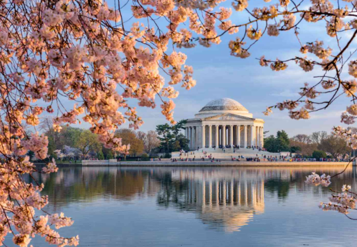 Capitol Hill in Washington DC during Cherry Blossom season