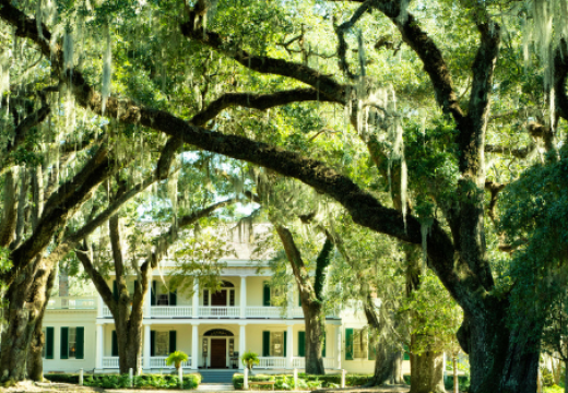 Large Willow trees on plantation with mansion in background