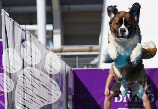 Image of dog performing at water event for dog show