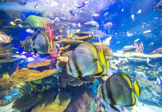 Ripley's Aquarium of Canada