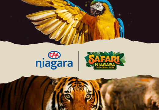 Photo of a tiger and a macaw with CAA and Safari Niagara logos