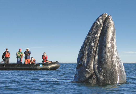 Group of photographers whale watching