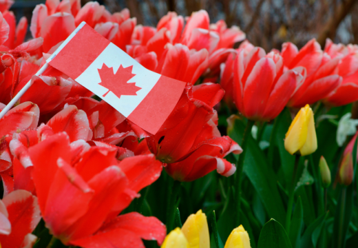 canadian flag on a bed of red tulips