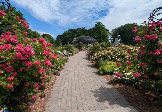 Rose Garden at Royal Botanical Gardens