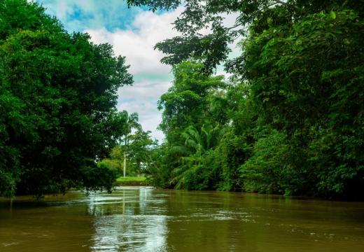 River Rio Frio channel with beautiful landscape of rainforest , POV view from canoe boat. Refugio de Vida Silvestre Cano Negro, Costa Rica wilderness landscape.