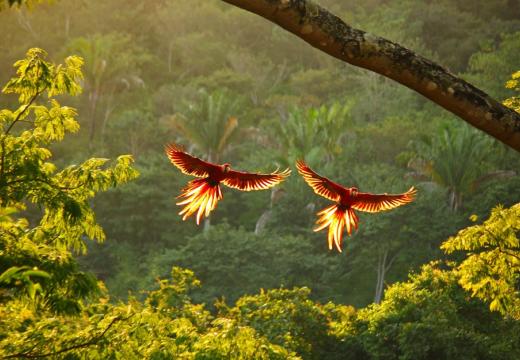 Two wild scarlet macaws flying backlit by sunset