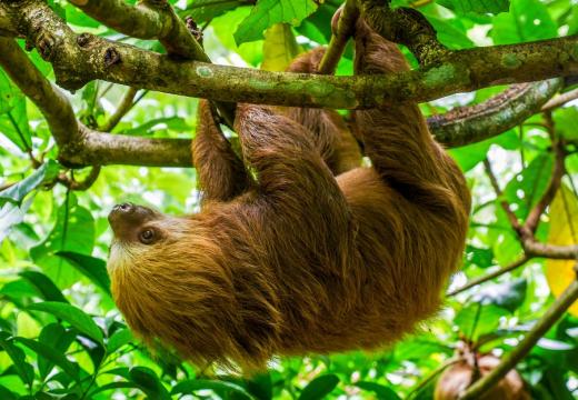A Hoffmann's two-fingered sloth (Choloepus hoffmani), hanging upside down in a tree. Photographed at the Jaguar Rescue Center in Costa Rica. The Jaguar Rescue Center is located near Playa Chiquita on the Caribbean coast.