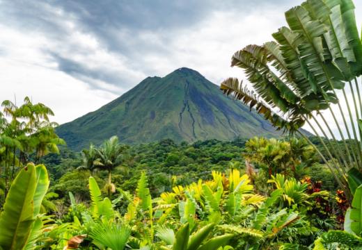 Lush tropical foliage at the foot of the Arenal Volcano in Costa Rica
