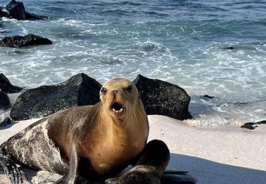 Galápagos sea lions
