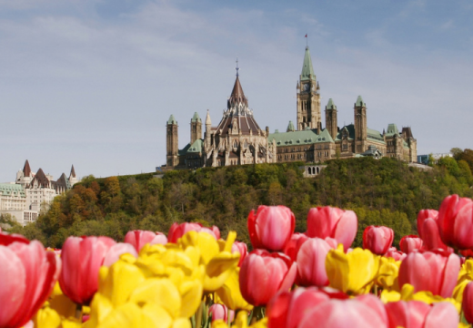 Tulip Time in Ottawa