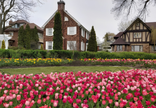 Tulip Time in Ottawa