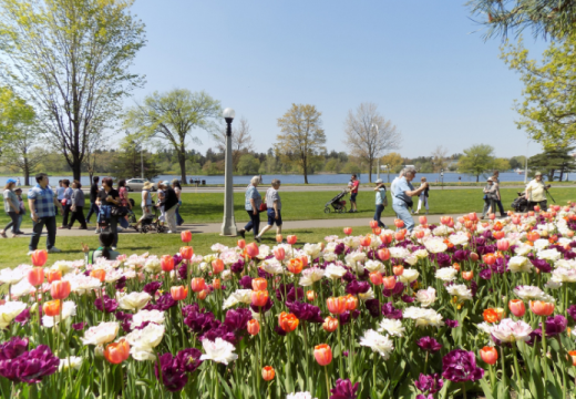 Tulip Time in Ottawa